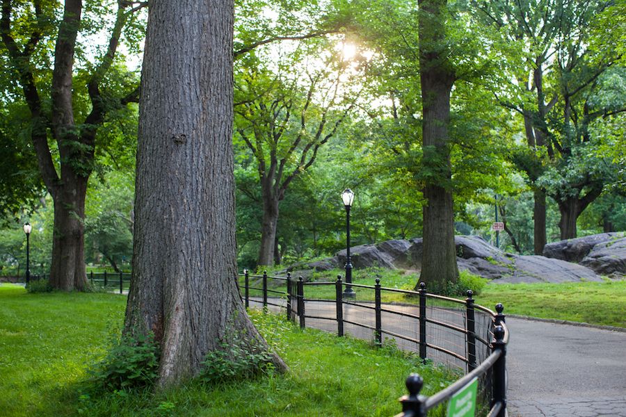 Central Park a New York è una straordinaria area verde