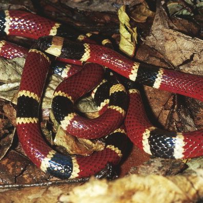 Central American coral snake...