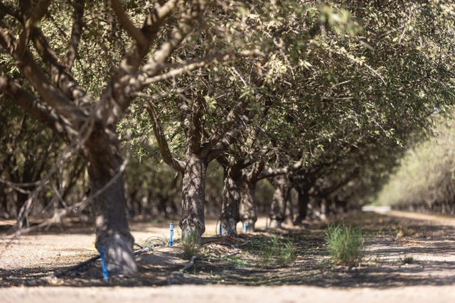 central valley, an orchard in delano california