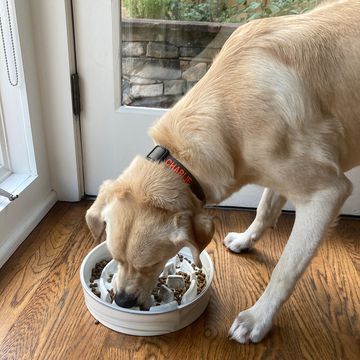 lab eating out of slow feeder ceramic dog bowl