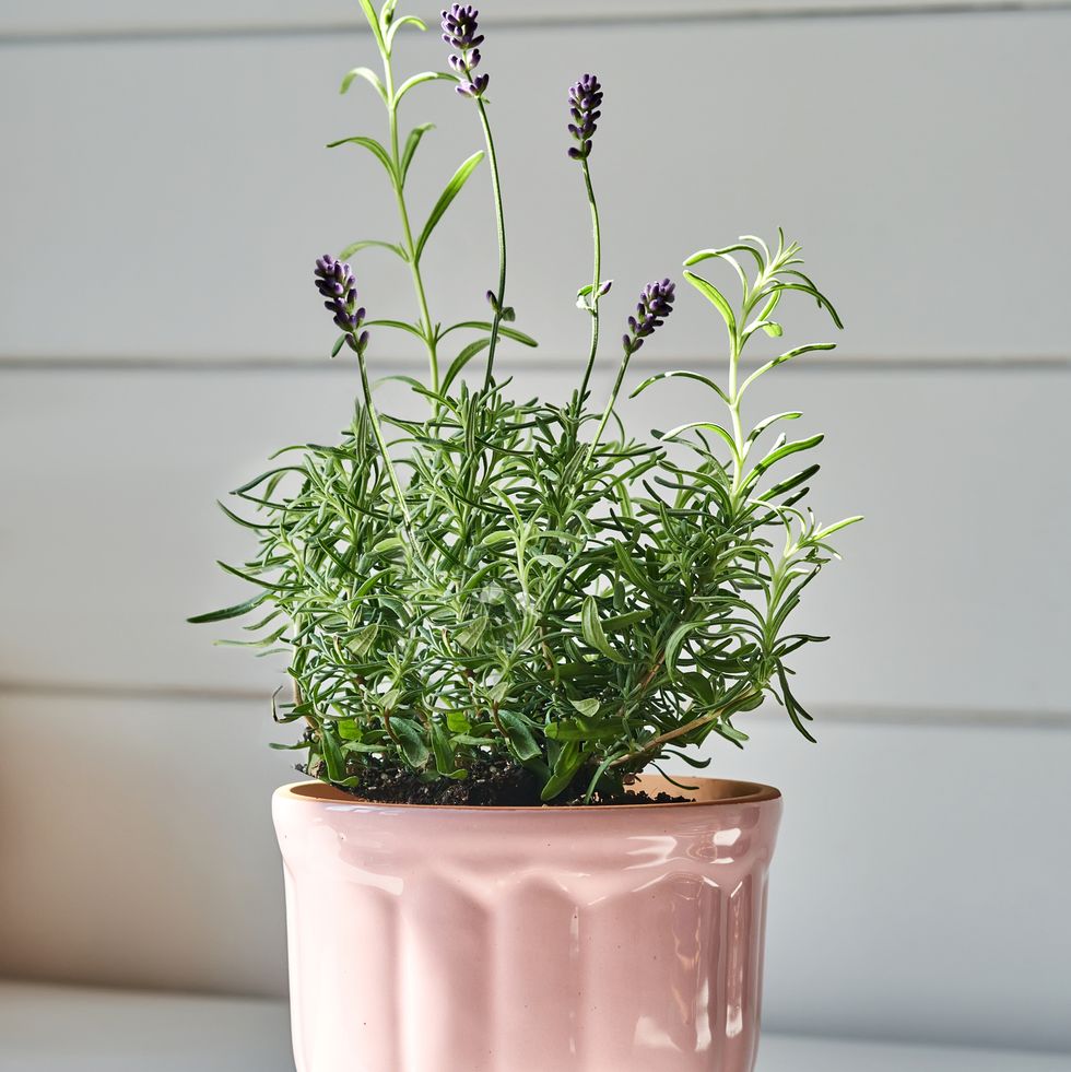 best bedroom plants lavender