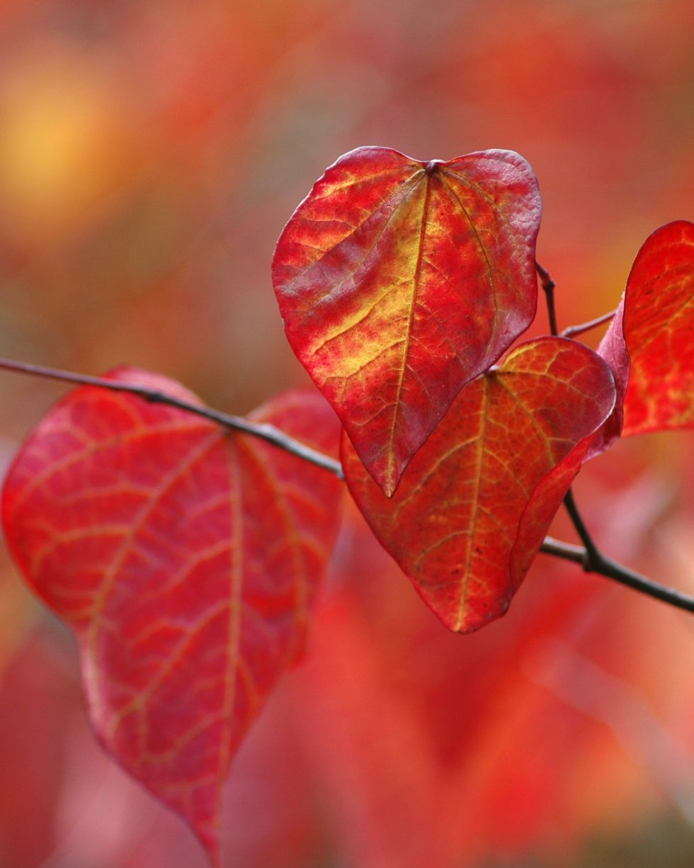 fall trees redbud