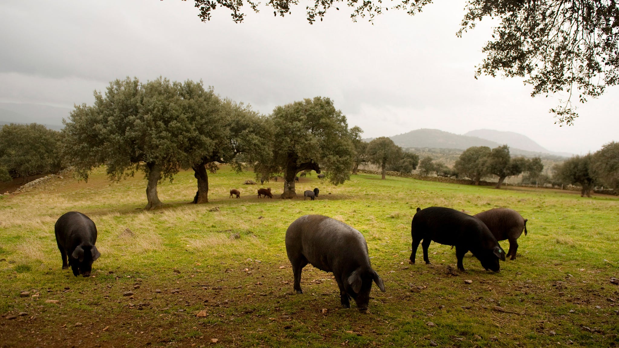 Comprar un cerdo ibérico entero es posible: lo envían por fascículos