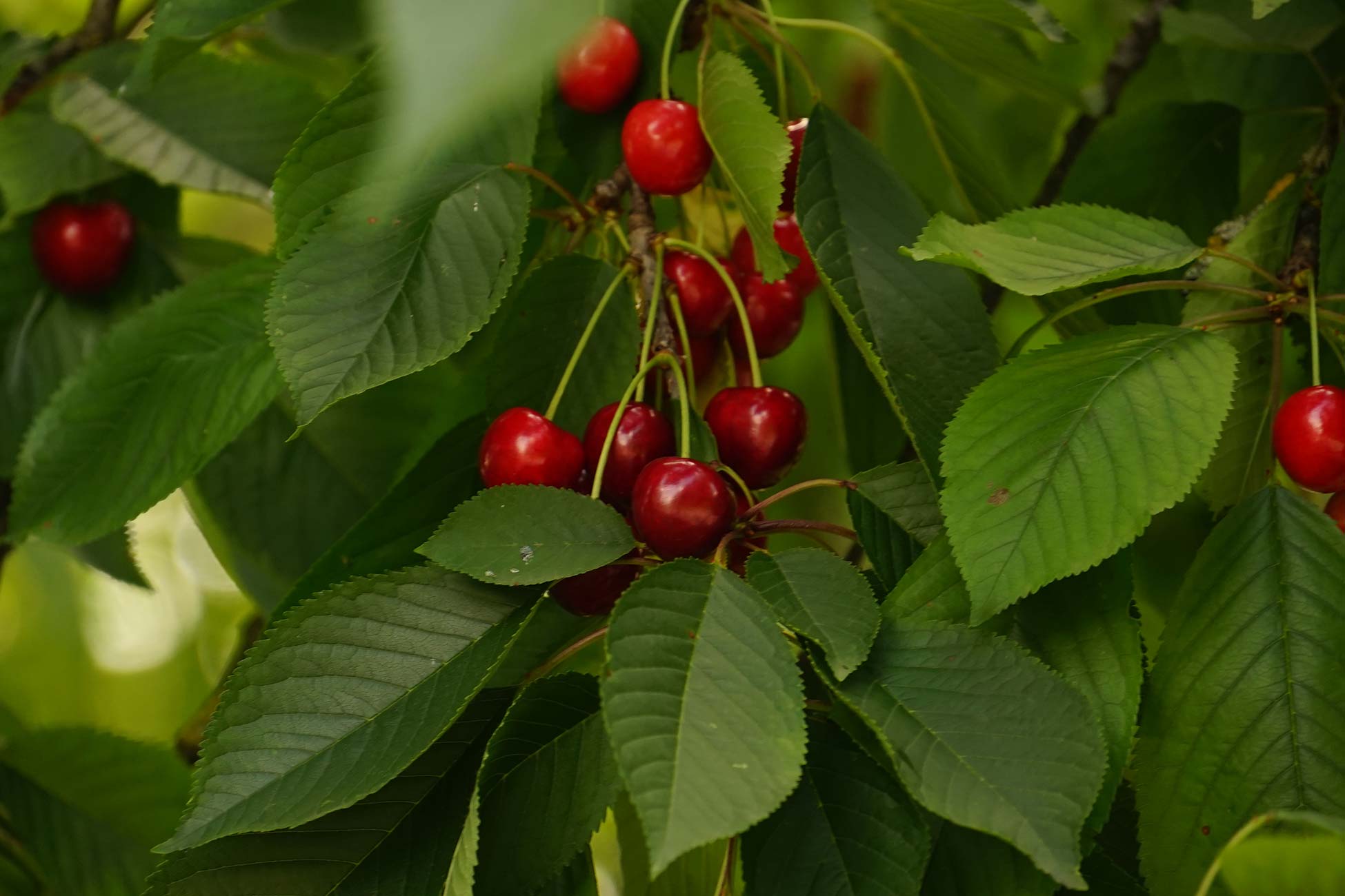 cerezas en árbol