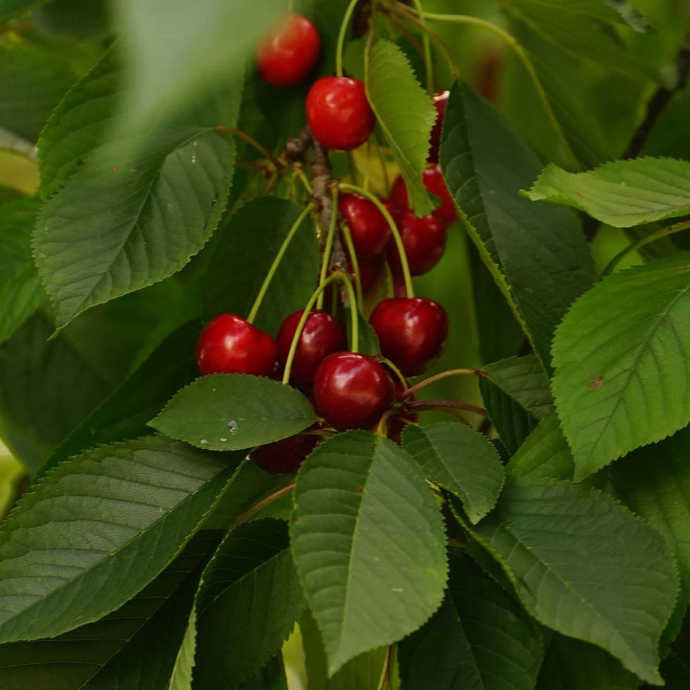 cerezas en árbol