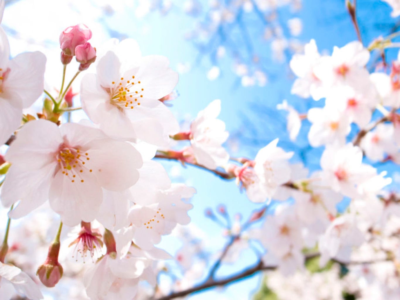 cerezo en flor