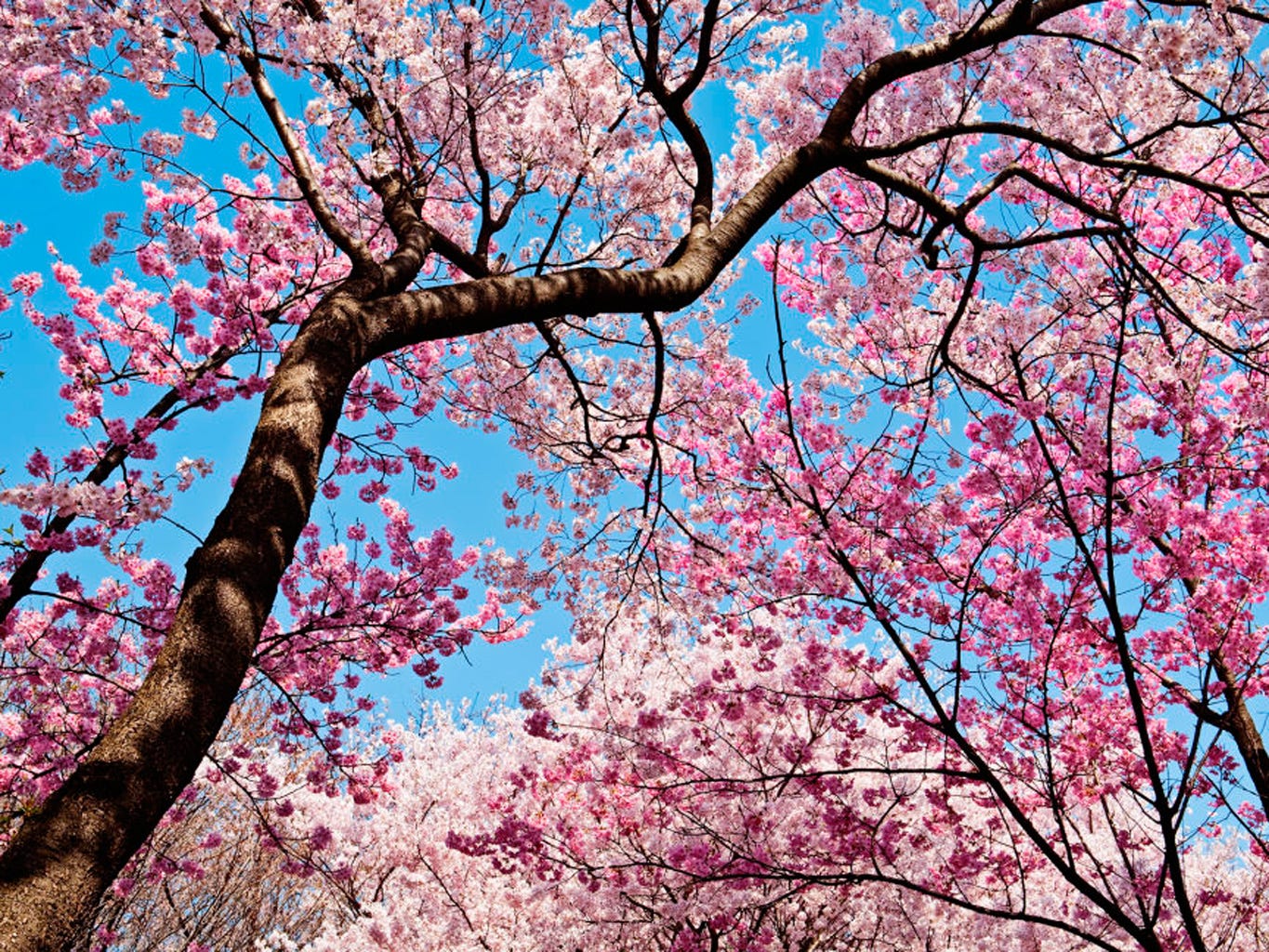 cerezos en flor