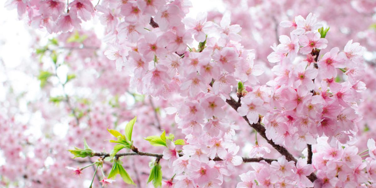 Compre árbol Artificial Blanco Grande Interior De Sakura De La