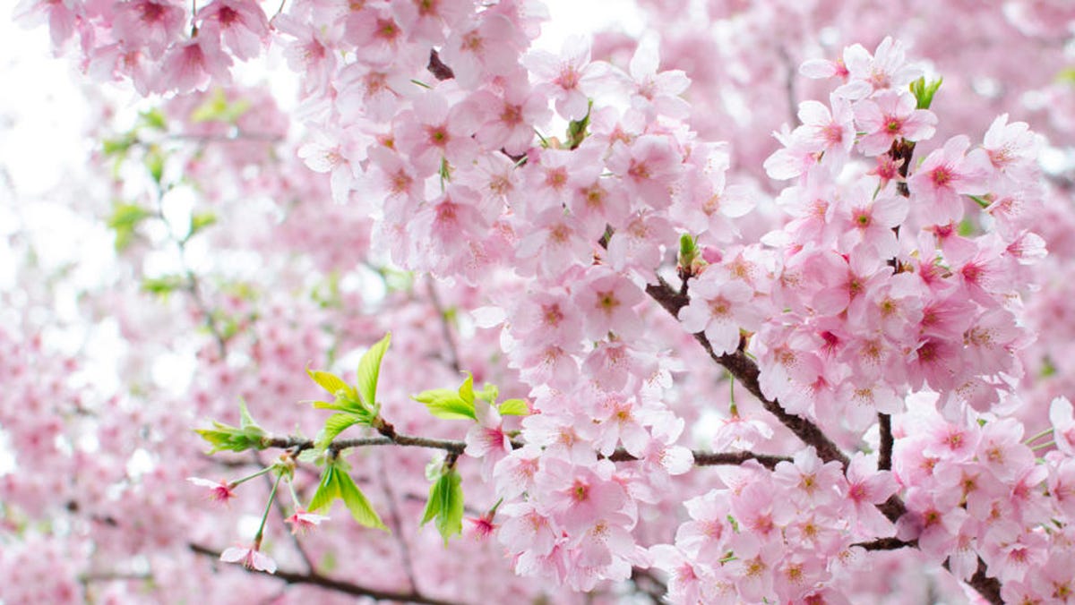 Cerezos: variedades, características y cuidados cerezos en flor