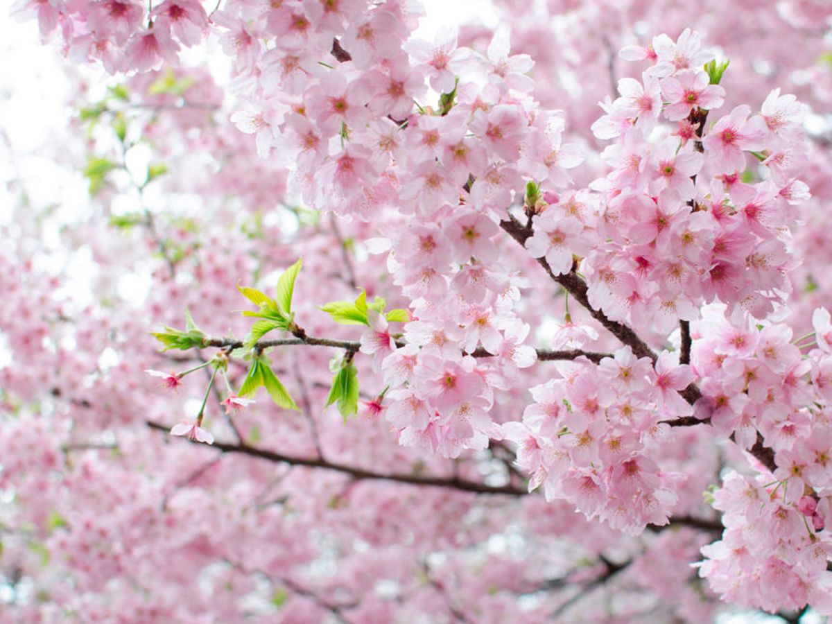 Los cerezos en flor, blanco, árbol de cerezo, flor, fruto, la primavera,  las flores, la flor blanca, pistilos, naturaleza, cereza Fotografía de  stock - Alamy