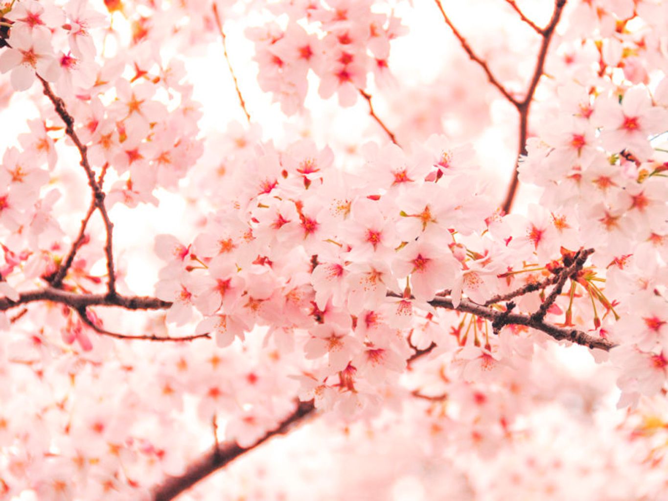 Flor de cerezo: las variedades de cerezos en flor más bonitas