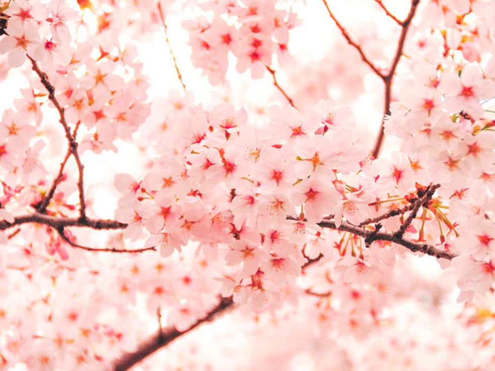 Branch, Blossom, Flower, Spring, Plant, Pink, Twig, Cherry blossom, Tree, Peach, 