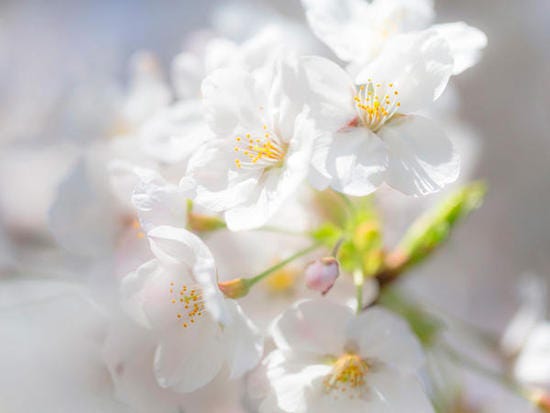 flor del cerezo blanca