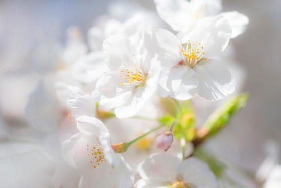 flor del cerezo blanca