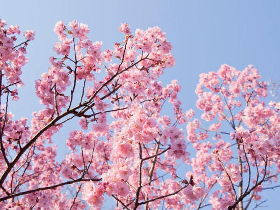 flor del cerezo rosa