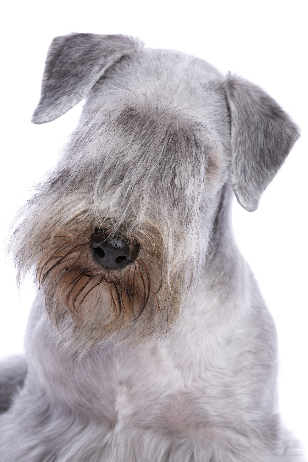 small dog breeds cesky terrier