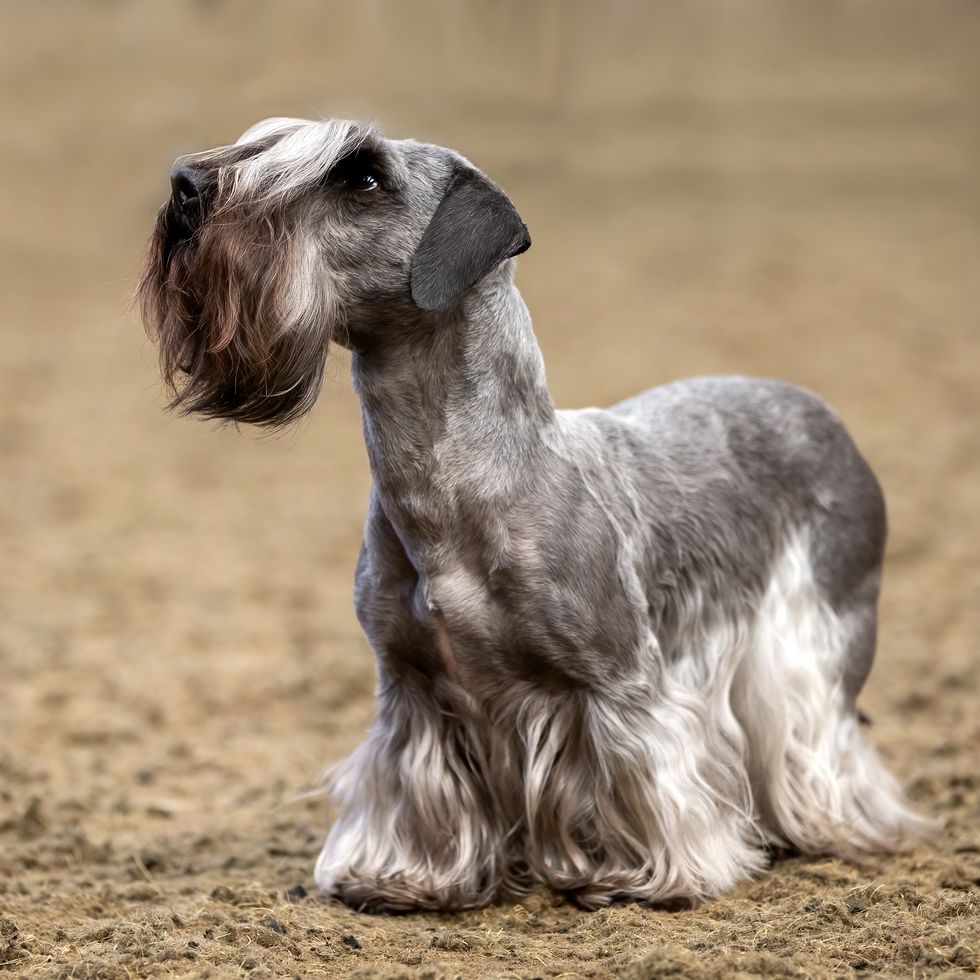 cesky terrier