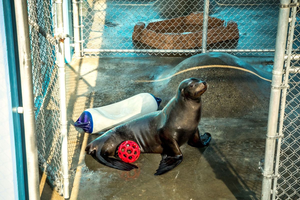 Op deze foto is Cronutt een zeeleeuw die leed aan zware epileptische insulten op 5 oktober 2020 te zien in het zeedierenpark Six Flags Discovery Kingdom in Vallejo Californi Embryonale zenuwcellen uit gezonde varkens werden in de beschadigde hippocampus van Cronutt gemplanteerd met veelbelovende resultaten
