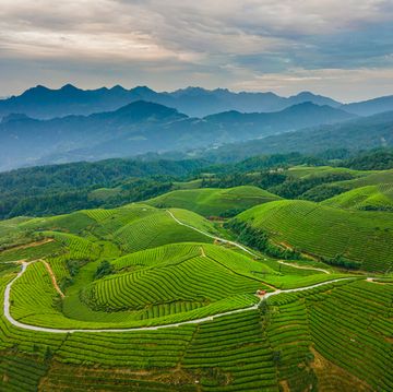 aerial view of tea fields in china