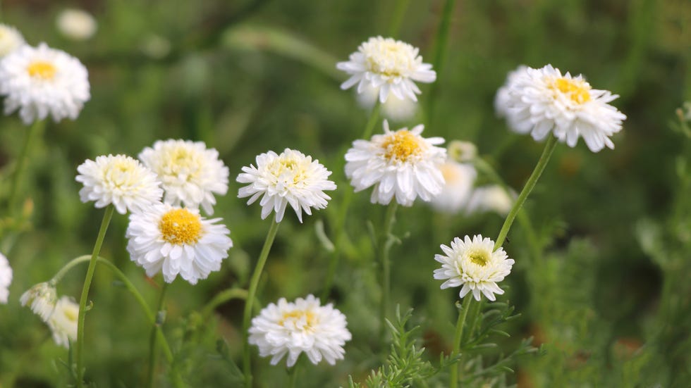 how to grow chamomile