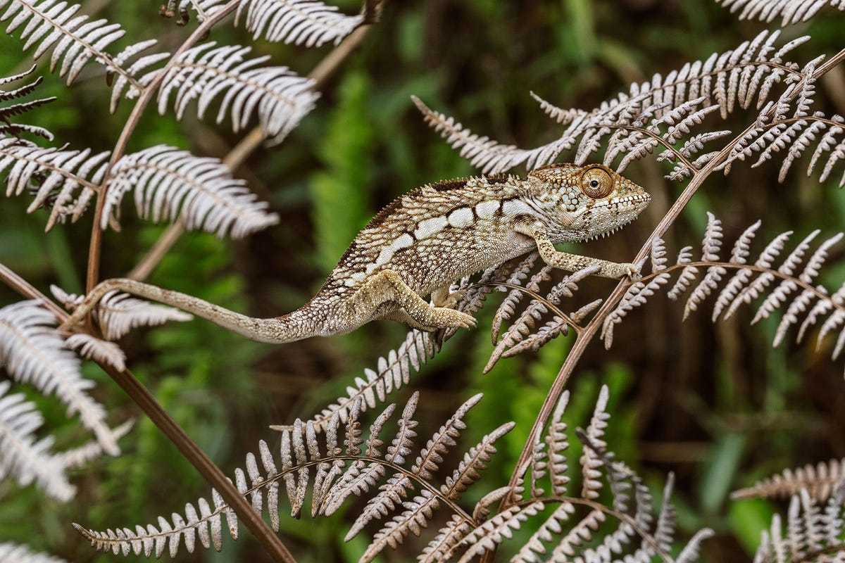 Het goed gecamoufleerde jong van een panterkameleon Furcifer pardalis in zijn inheemse habitat in het Nationale Park van Montagne dAmbre op Madagaskar Deze dieren zijn experts als het gaat om het opgaan in hun natuurlijke omgeving