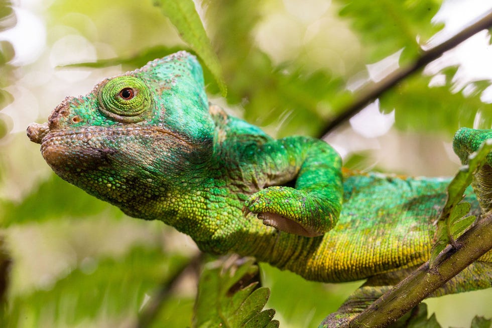 Een Parsons kameleon Calumma parsonii op Madagaskar Deze kameleons voeren hun meest spectaculaire kleurenshows op tijdens het paren en bij gevechten om territorium