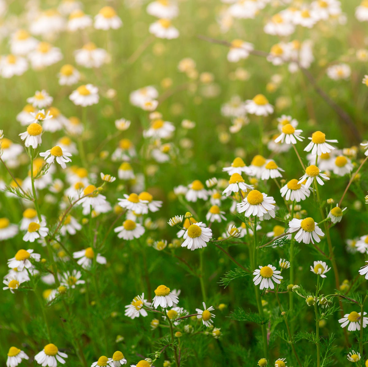 Chamomile Flowers Chamomile Flowers