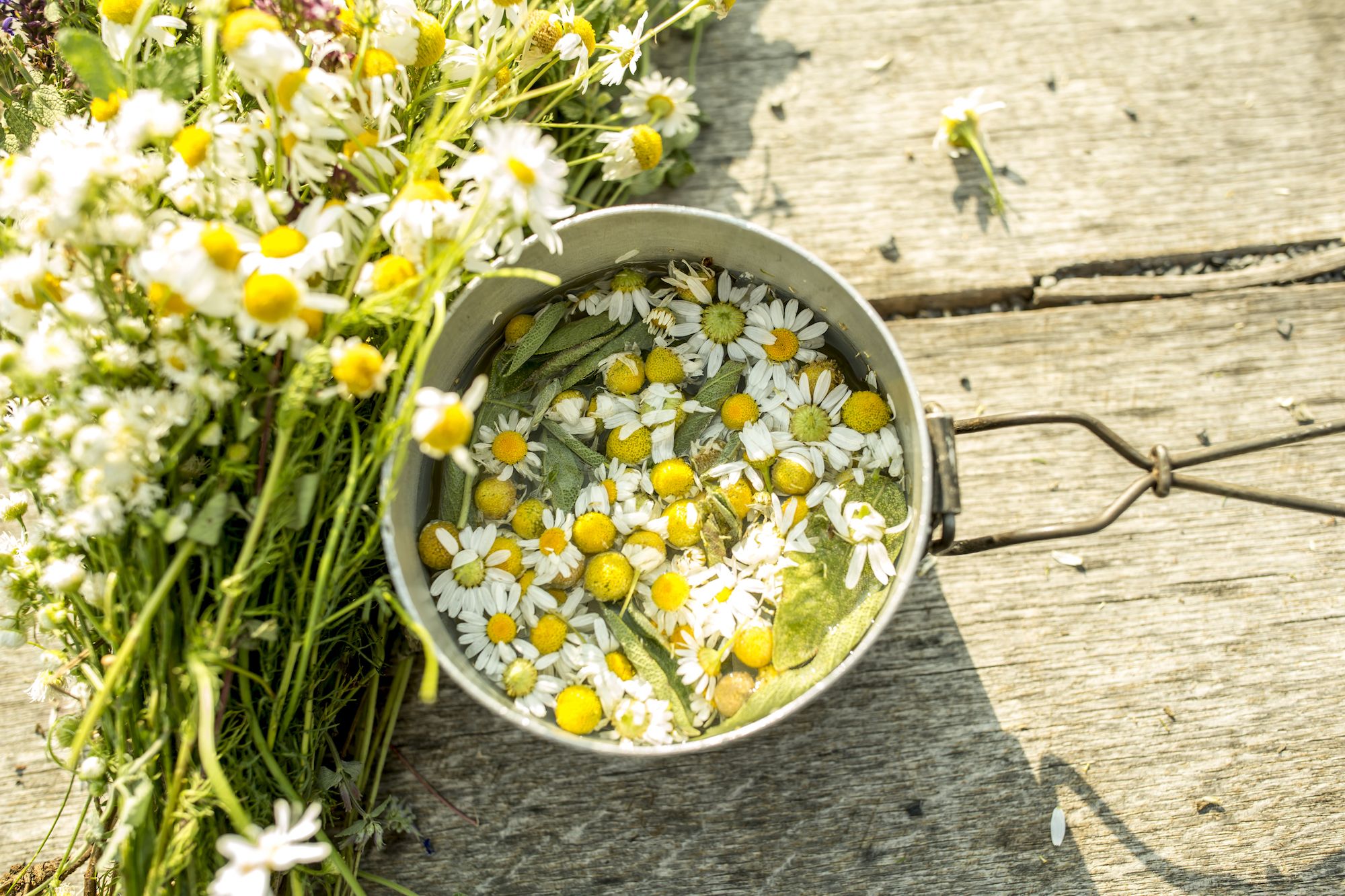 15 Flores comestibles que puedes tener en tu jardín para tus recetas