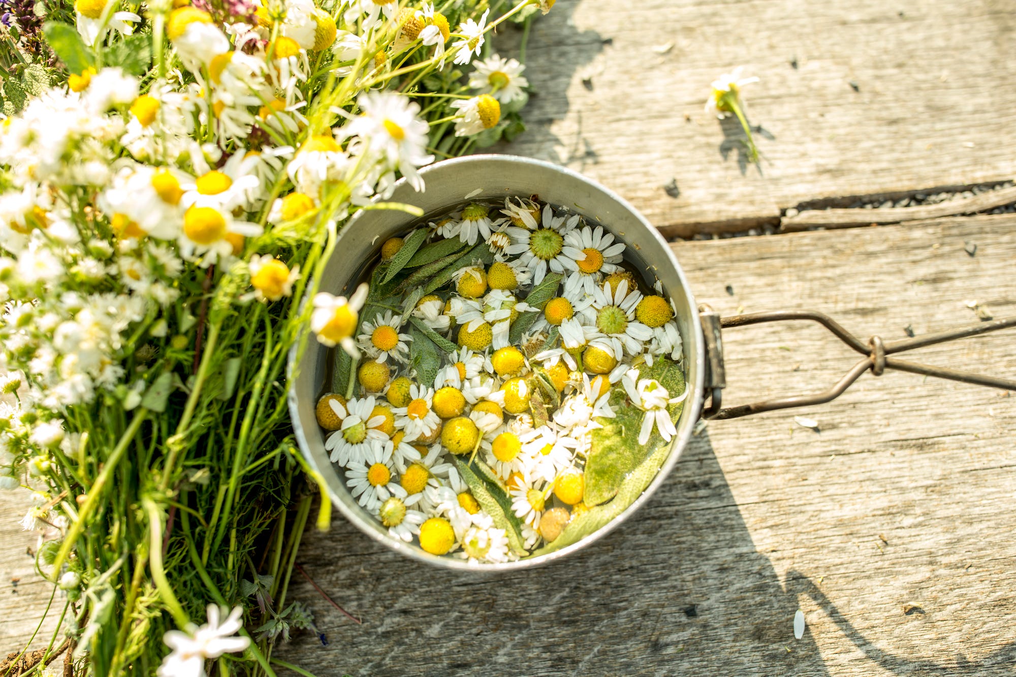 flores de manzanilla