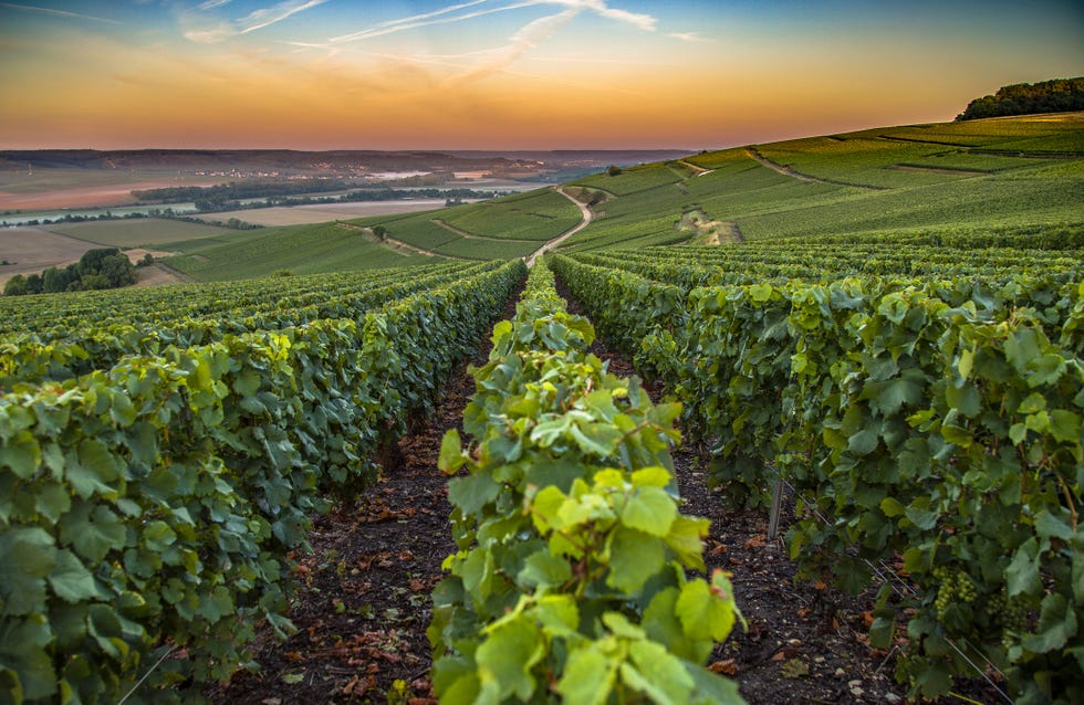French vineyard