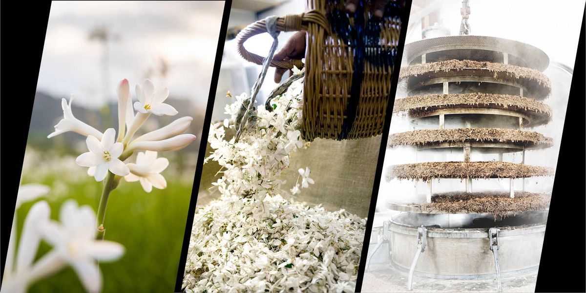 Without French jasmine, Chanel N°5 perfume wouldn't exist – which
