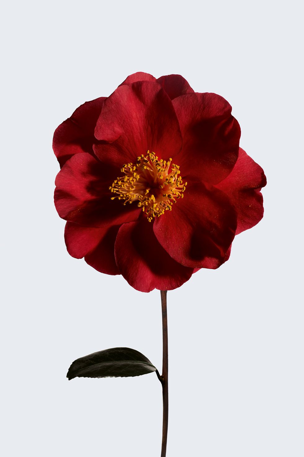 red camellia