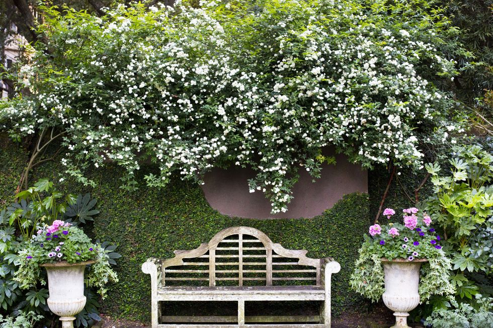 18th century charleston, south carolina, home design by ben lenhardt white lady banks roses tumble over a garden wall with creeping fig