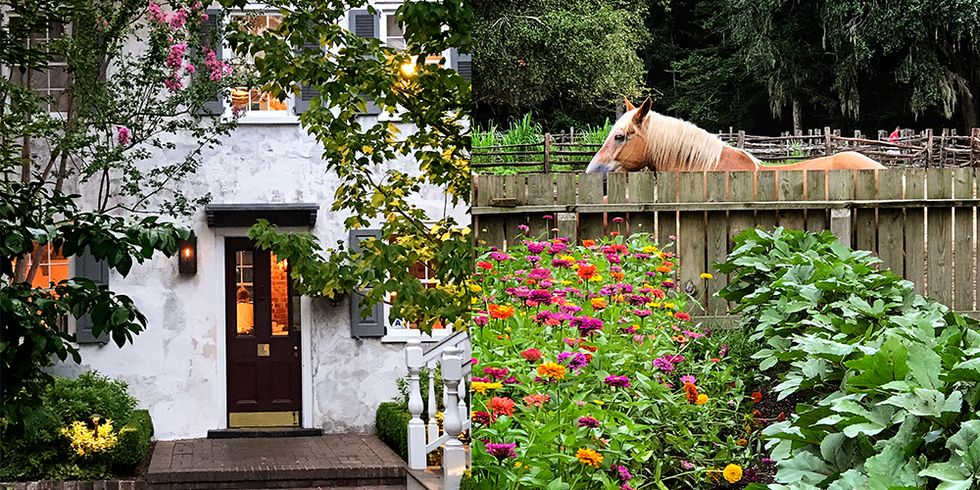 House, Flower, Cottage, Plant, Building, Tree, Spring, Home, Horse, Garden, 