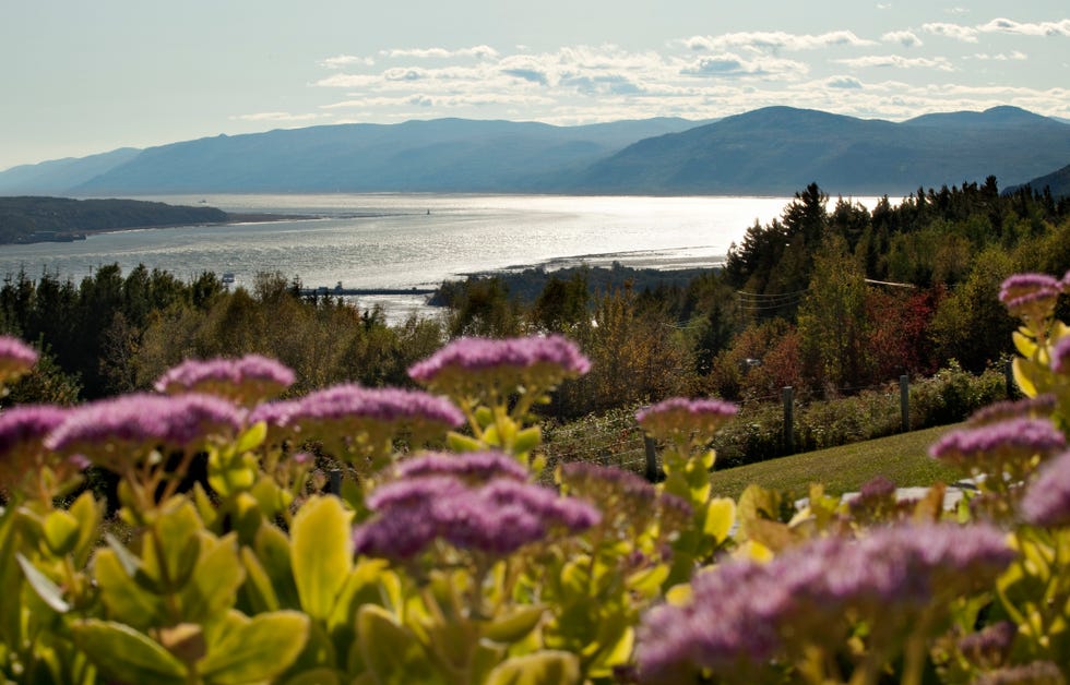 charlevoix landscape with stonecrop flowers