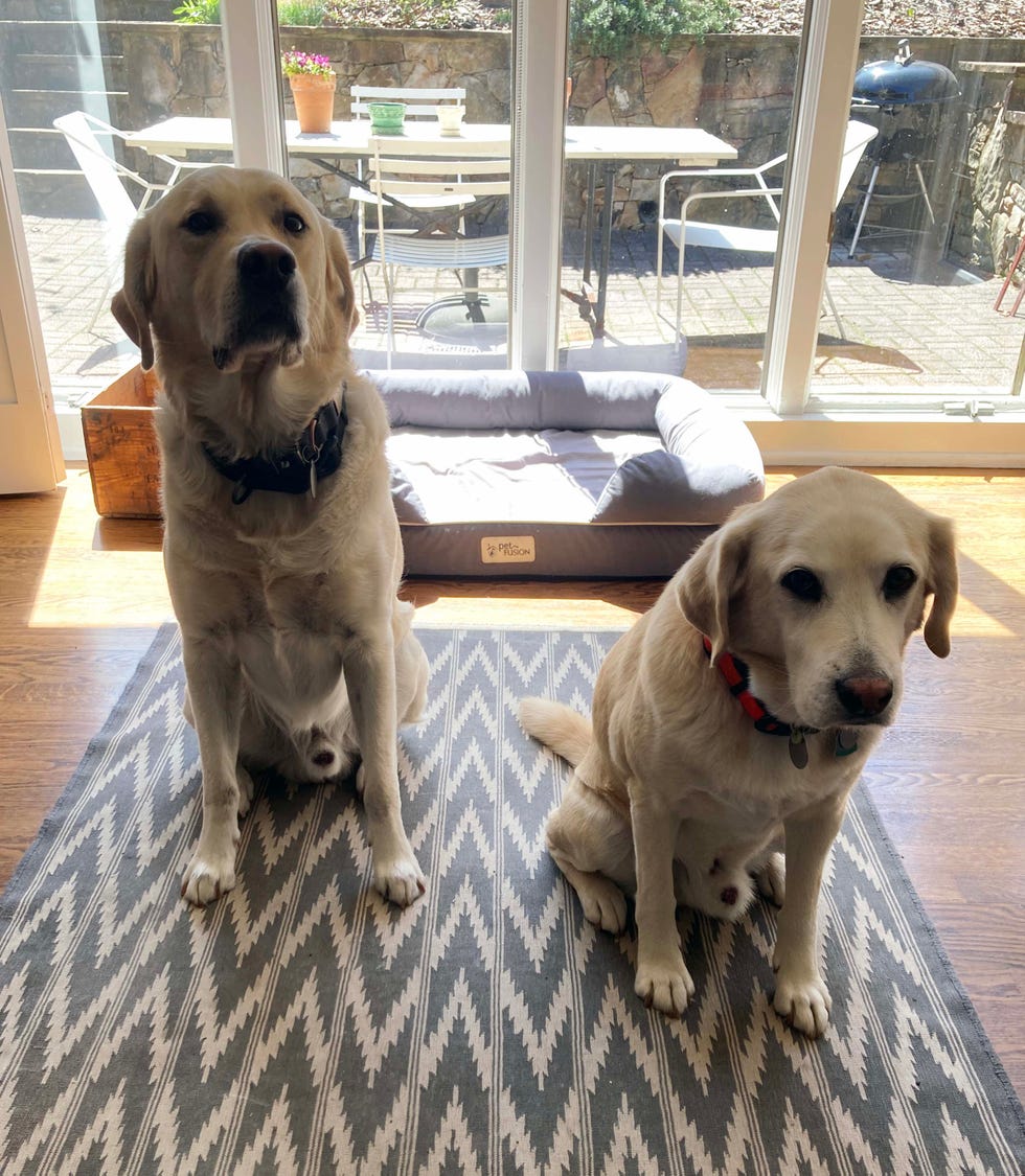 charlie and hank two dogs sitting in front of a window