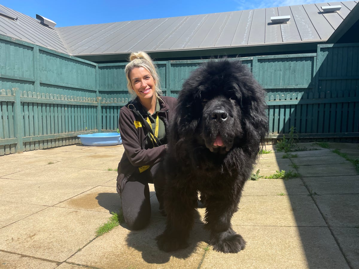 Two of The Biggest Ever Rescue Dogs Need Loving New Home