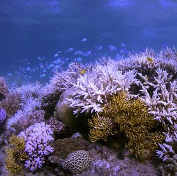 koraalrif met vissen