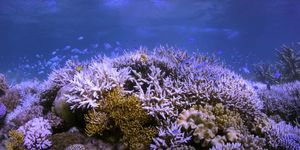 koraalrif met vissen
