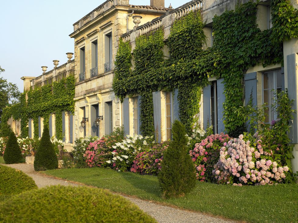 chateau covered in ivy, with flowering hydrangea