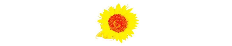 Yellow, Sunflower, Flower, sunflower, Plant, Gerbera, Pollen, Petal, english marigold, Flowering plant, 