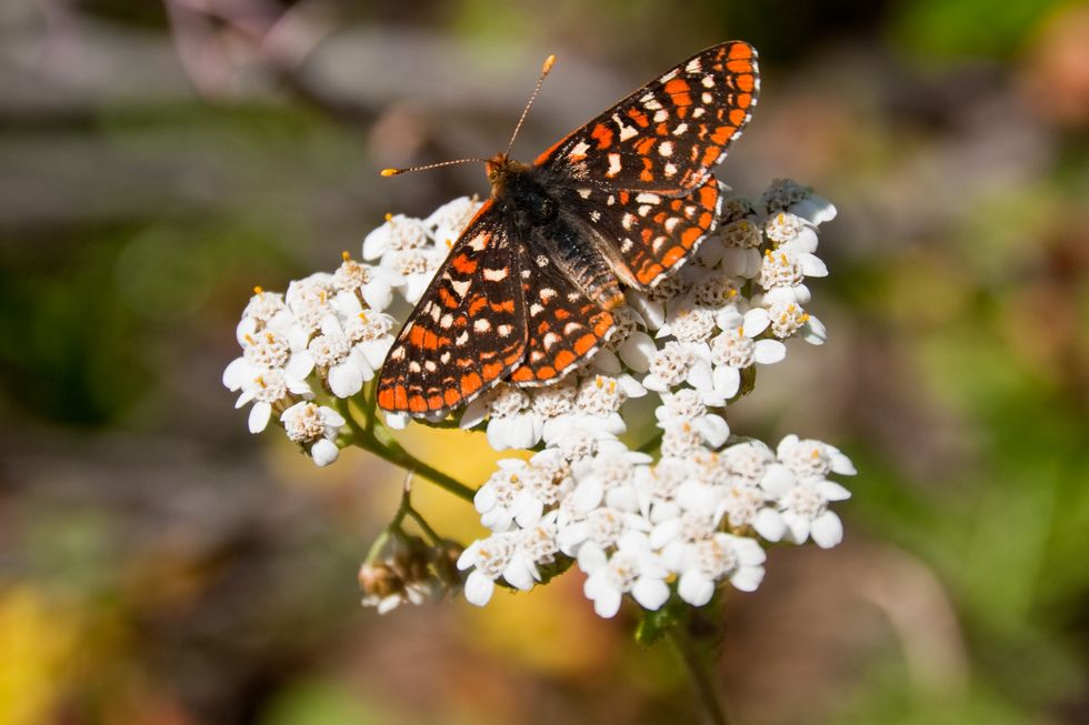 checkerspot butterfly on a yarrow blossom
