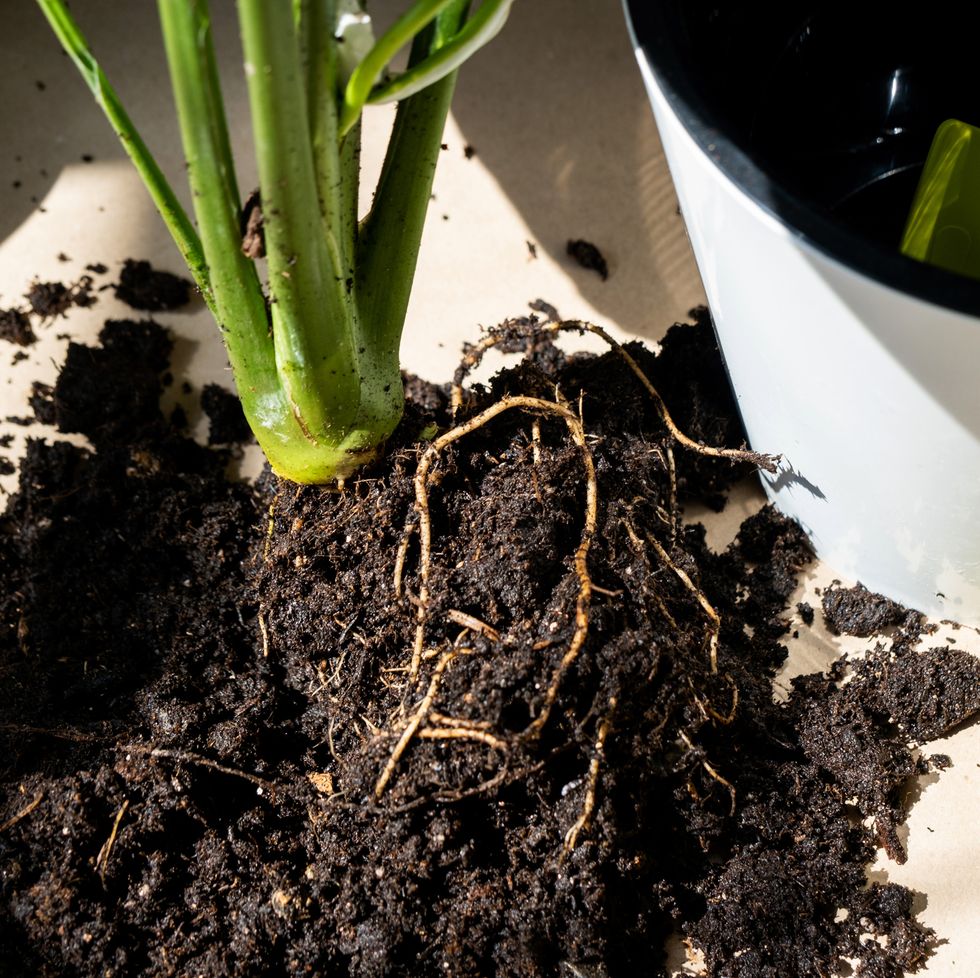 an earthen lump of a potted plant with healthy roots transplanting and caring for a home plant, rhizome, root rot