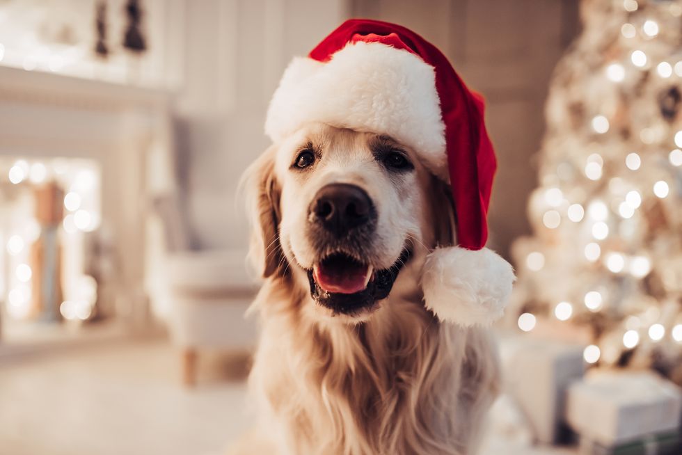 10 Naughty Things Dogs Do Over Christmas – Dog Accidents Christmas