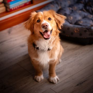 nombres cortos de perro