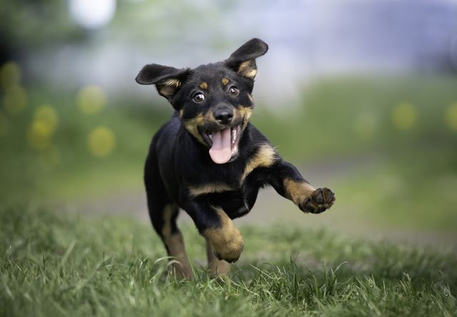 een blije puppy rent door het gras