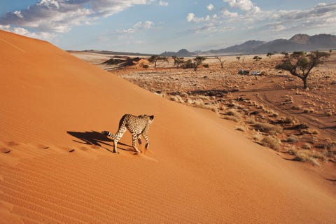 NAMIBIEen kwart van alle wilde cheetas leeft in Namibi Veehouders en hongerige cheetas vormen doorgaans geen goede mix maar het Naankuse Foundation Wildlife Sanctuary had daarvoor een oplossing Met behulp van kooivallen worden de roofdieren levend gevangen door veehouders en het team van het Naankusecentrum en vervolgens elders in het land weer uitgezet Bezoekers aan het centrum kunnen in een blokhut op het terrein overnachten meedoen aan wandelingen om wilde dieren te spotten of zich aanmelden voor vrijwilligerswerk Het geld dat het centrum binnenhaalt wordt besteed aan het behoud van alle zes soorten grote katachtigen die in Namibi voorkomen
