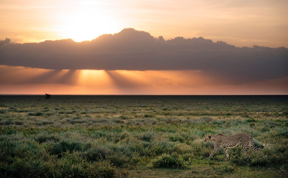 Een cheetah loopt rond in nationaal park Serengeti