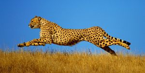 Cheetah (Acinonyx jubatus) running