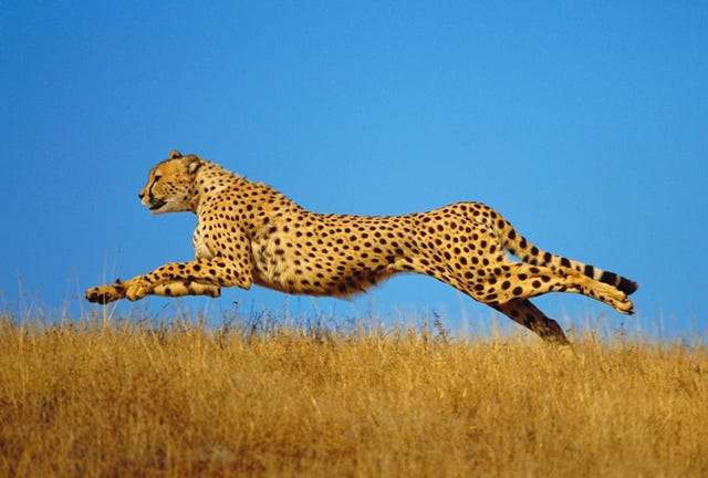 FAQ – The Speedy Cheetah